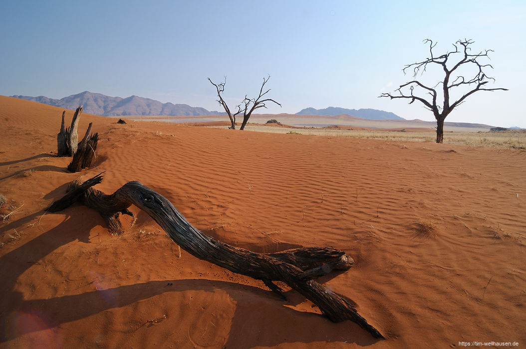Bilder aus dem S�dlichen Afrika - Totes Holz am Rande der Namib