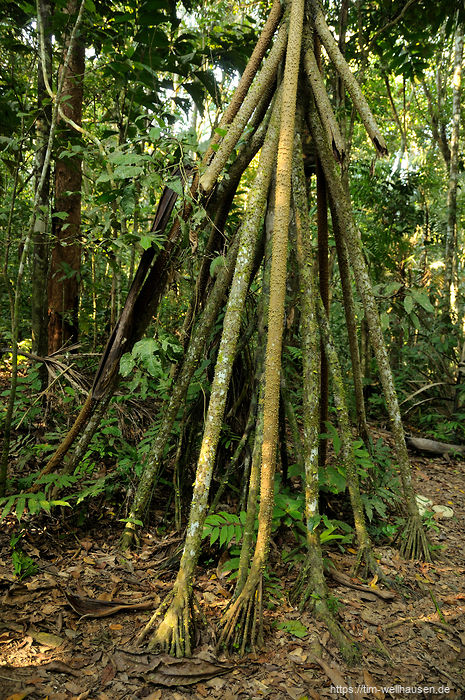 Bilder aus Bolivien - Ein Walking-Tree: Dieser Baum kann sich pro Jahr bis zu einem Meter "bewegen".