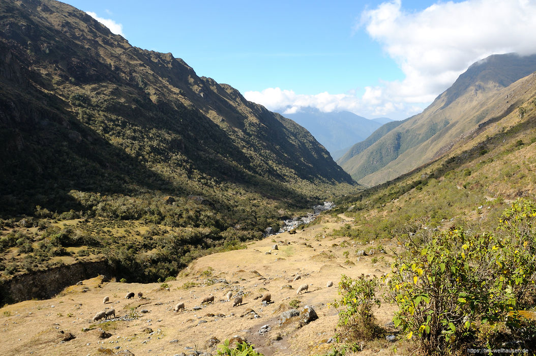 Bilder aus Bolivien - Bei etwa 3500 Metern H�he ist die Buschgrenze und erste B�ume tauchen auf.