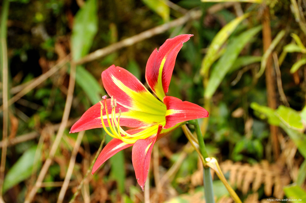 Bilder aus Bolivien - ...die �berall am Wegesrand bl�hen.