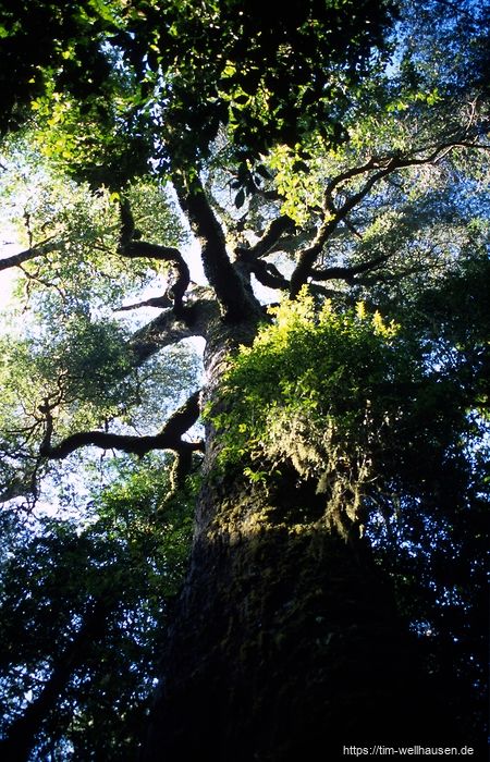 Bilder aus Chile - Ein Regenwald-Riese