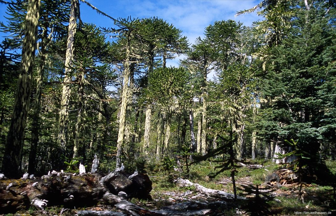 Bilder aus Chile - Im Araukarienwald in der N�he von Pucon