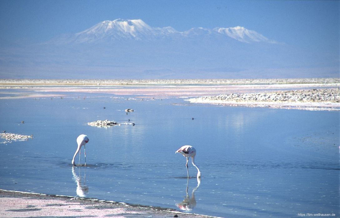 Bilder aus Chile - Flamingos im Lago Chaxa des Salar de Atacama