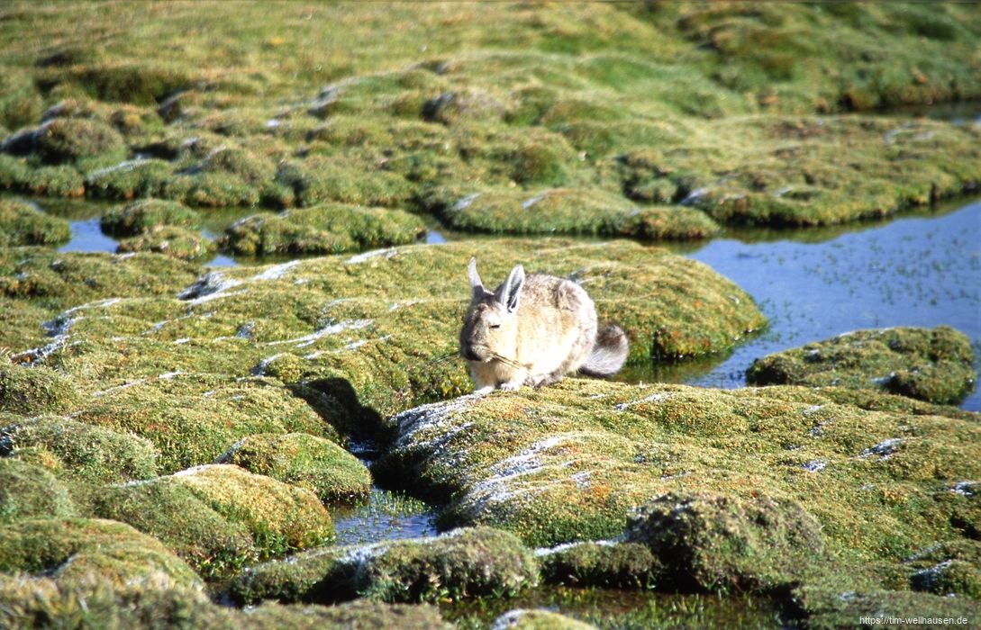 Bilder aus Chile - Ein Vizcacha