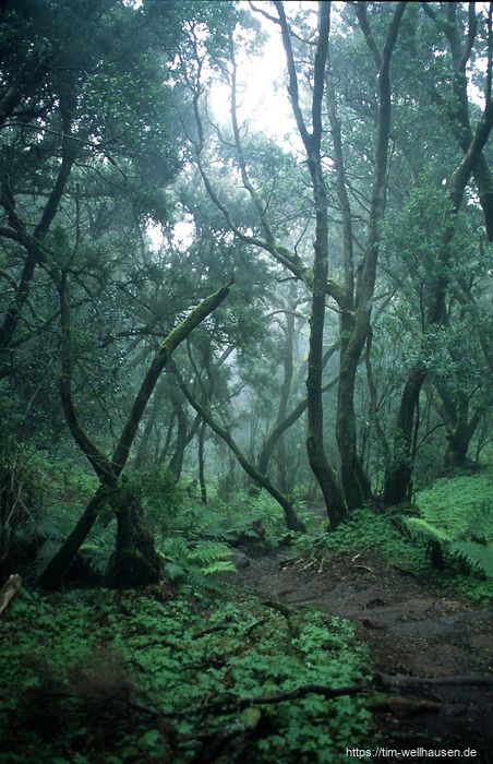 Bilder aus La Gomera - Im Regenwald des Nationalparks Garajonay