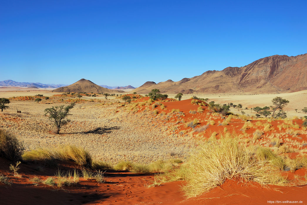 Bilder aus Namibia - Die D�nen im Namib Rand Reserve sind relativ niedrid und bewachsen, bestehen aber aus demselben leuchtend roten Sand wie ihre gro�en Nachbarn weiter westlich.