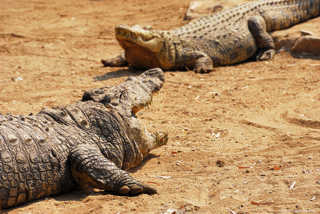 Bilder aus Namibia - Einen kleinen Vorgeschmack auf die Tierwelt im Norden Namibias bietet die Krokodil-Farm in Otjiwarongo.
