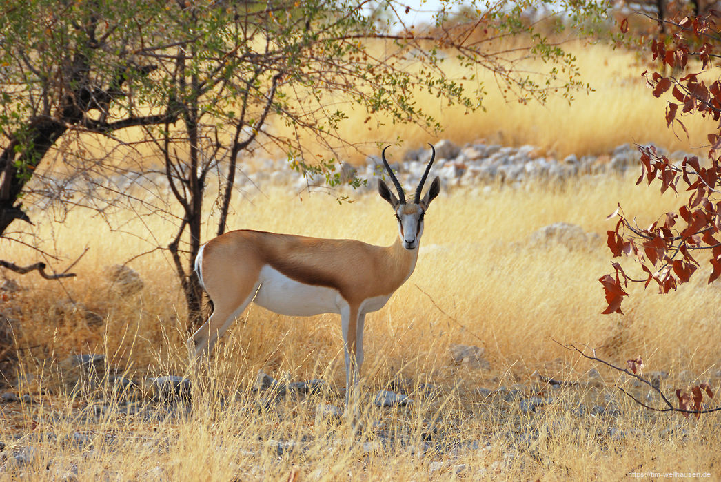 Bilder aus Namibia - Woran erkennt man in Etosha, Namibias bekanntestem Nationalpark, Neulinge? Sie halten noch begeistert bei jeder Antilope! Hier unser erster Springbock...