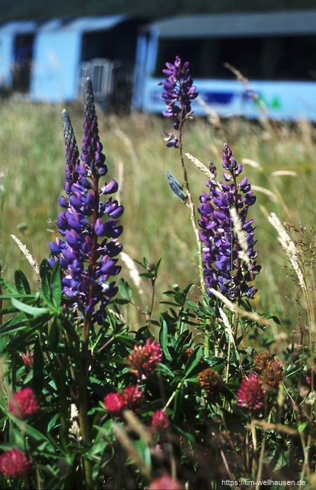 Bilder aus Neuseeland - Arthur's Pass