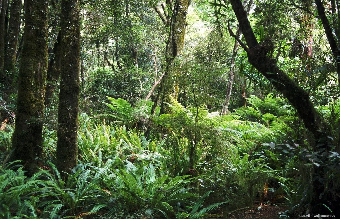Bilder aus Neuseeland - Regenwald im Mount Aspiring Nationalpark