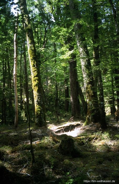 Bilder aus Neuseeland - Routeburn Track, S�dbuchen