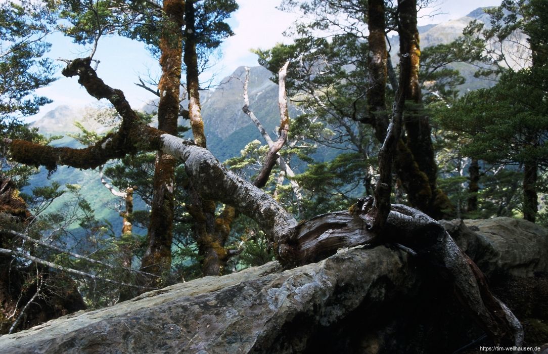 Bilder aus Neuseeland - Routeburn Track