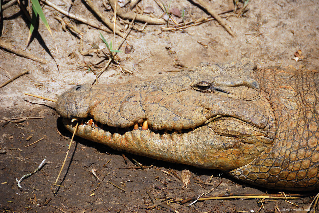 Bilder aus S�dafrika - Im St. Lucia Wetlands Park leben auch noch viele Krokodile.