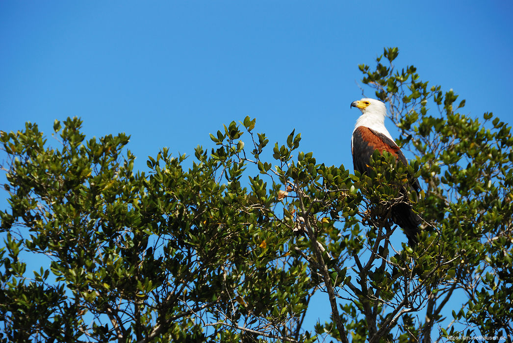 Bilder aus S�dafrika - Ein Adler