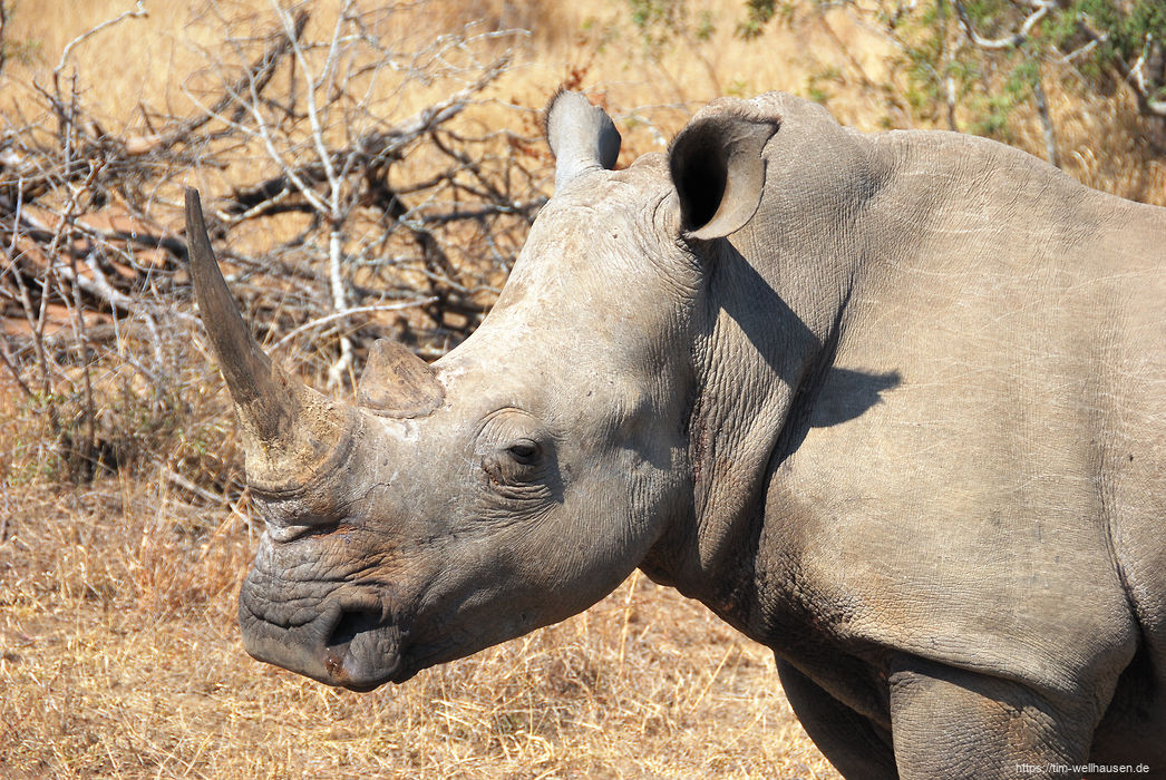Bilder aus S�dafrika - Der Mkaya Park in Swaziland ist klein, bietet daf�r aber sehr gute Beobachtungsm�glichkeiten f�r Nash�rner und Elefanten.