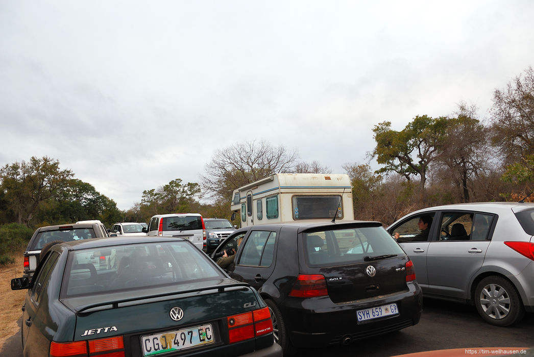 Bilder aus S�dafrika - Um die noch fehlenden L�wen aus der N�he zu sehen, sind wir f�r einen Kurzausflug in den Kr�ger Park gefahren - die dort einfachste Art, L�wen zu finden, ist, nach einer Autotraube Ausschau zu halten.