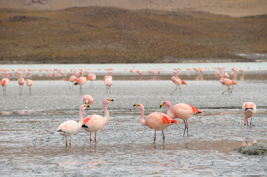 Eine kleine Flamingo-Gruppe