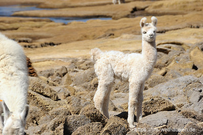 Ein junges Lama im Altiplano