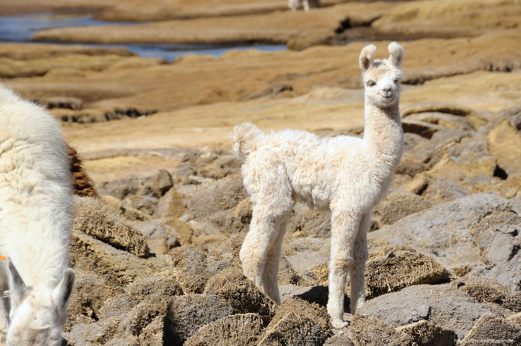 Ein junges Lama im Altiplano