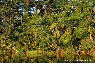 Auf der Laguna der Chalalan-Lodge im Madidi-Nationalpark: kaum durchdringlicher Regenwald um einen herum.