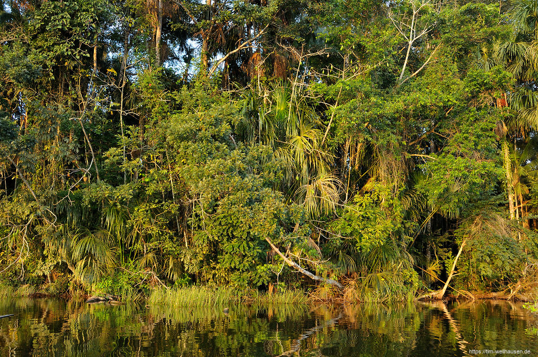 Auf der Laguna der Chalalan-Lodge im Madidi-Nationalpark: kaum durchdringlicher Regenwald um einen herum.