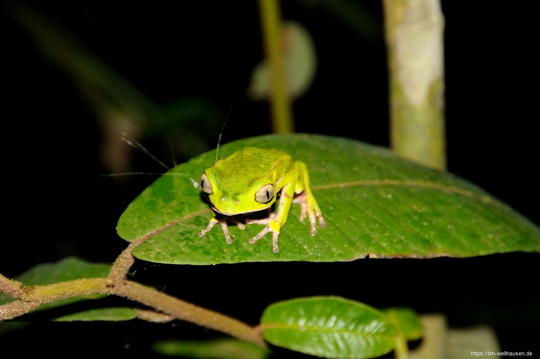 Nachts sind im Dschungel viele Tiere aktiv, wie dieser Frosch.