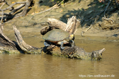 Eine Schildkrote beim Sonnenbad