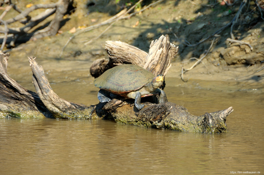 Eine Schildkrote beim Sonnenbad