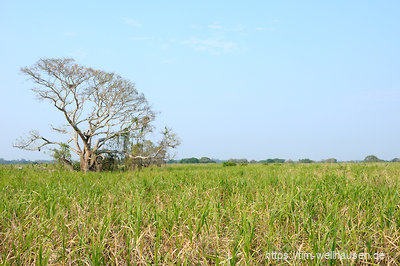 Das Amazonas-Tiefland besteht nicht nur aus Dschungel, sondern auch aus den Pampas: flachen Gegenden, die in der Regenzeit unter Wasser stehen, weswegen es nur wenige Bäume gibt.