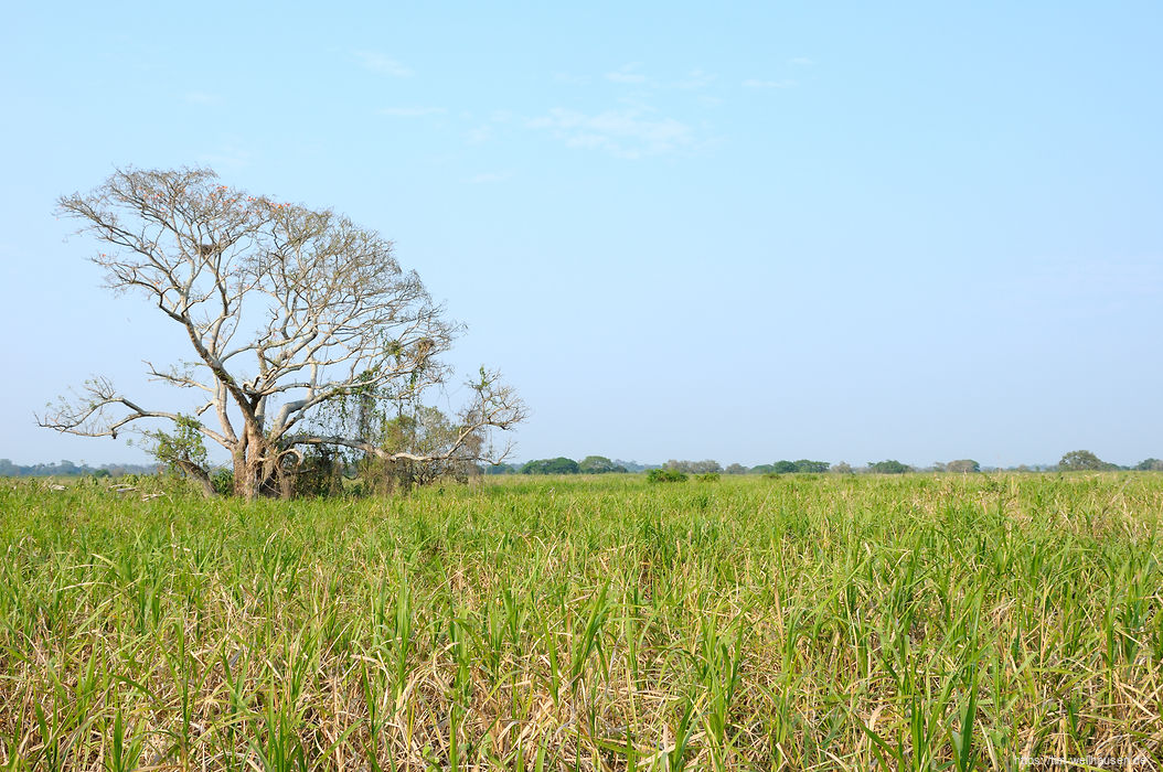 Das Amazonas-Tiefland besteht nicht nur aus Dschungel, sondern auch aus den Pampas: flachen Gegenden, die in der Regenzeit unter Wasser stehen, weswegen es nur wenige Bäume gibt.
