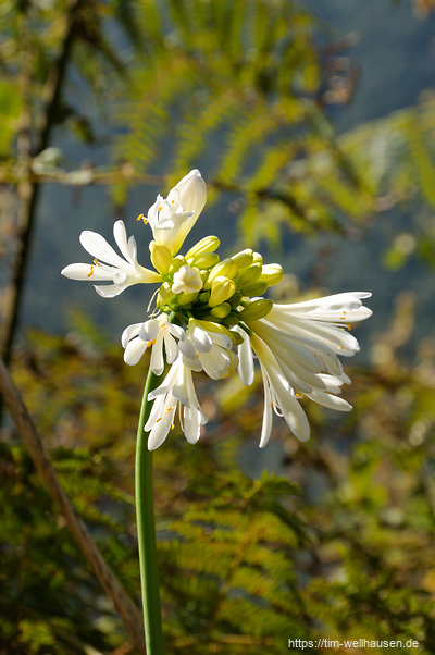 ... und zeigt auch in der Trockenzeit schöne Blumen, ...