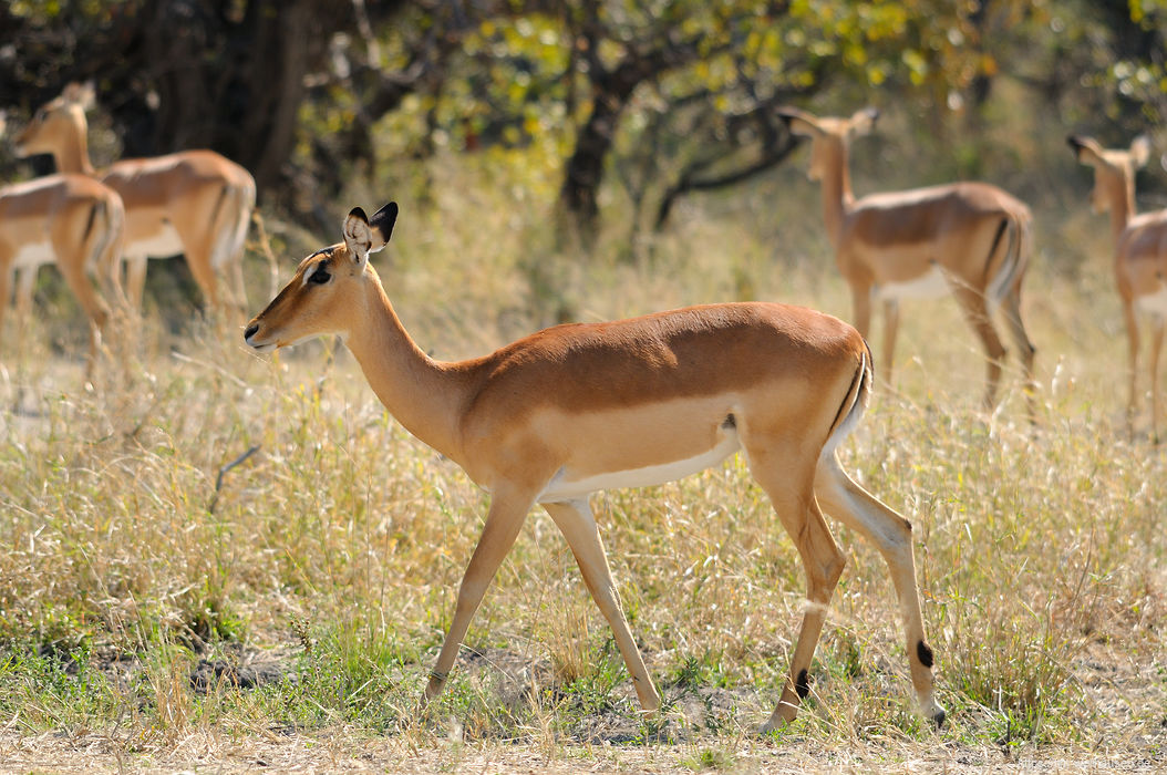 Im Maori Game Reserve im Norden von Botswana treffen wir als erstes auf die überall in Mengen vorkommenden Impalas.