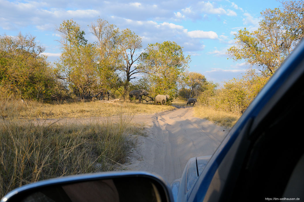 Die Wege im Moremi Game Reserve bestehen überwiegend aus zwei tiefen Spuren im Sand. Anhalten sollte man hier möglichst nicht, um nicht stecken zu bleiben. Außer natürlich, man muss einer Elefantenherde Vorfahrt gewähren.