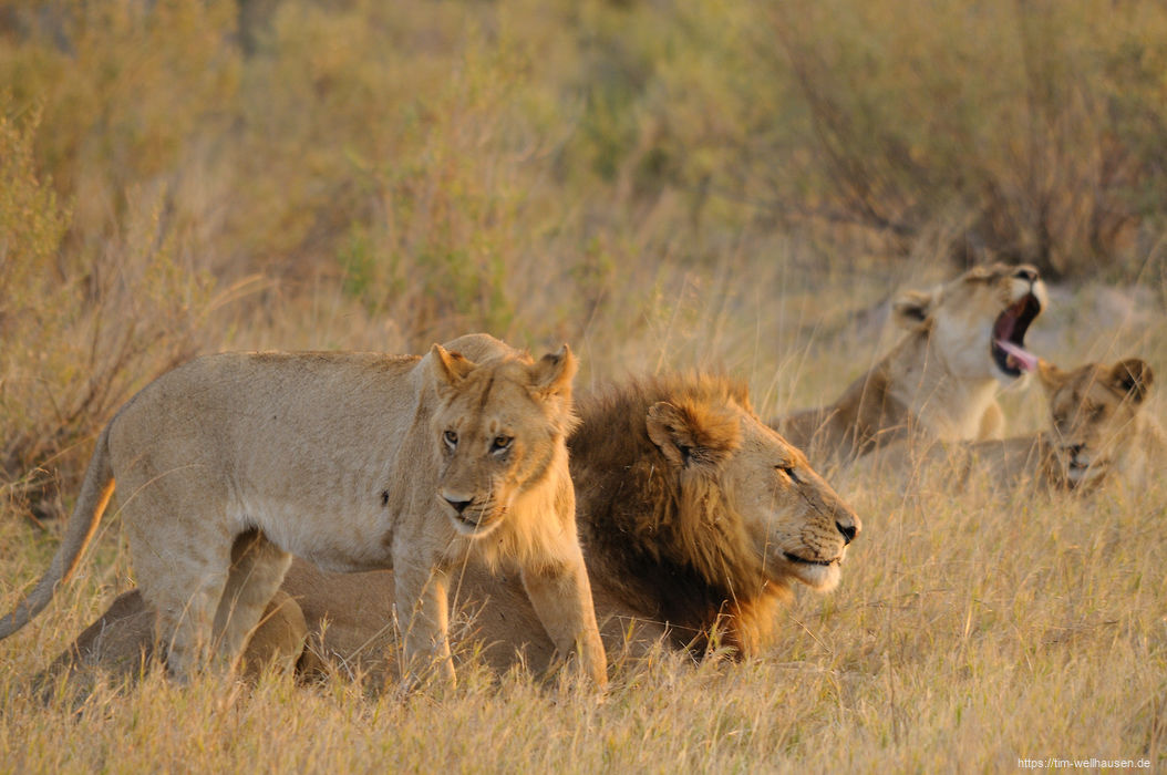 Sonnenuntergang im Moremi, und die Löwen, die den ganzen Tag über faul in der Sonne lagen, machen sich auf zur Jagd!