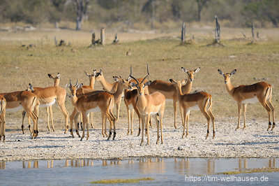 Eine Herde Impalas an einem der bei unserem Besuch zahlreichen Wasserlöcher.