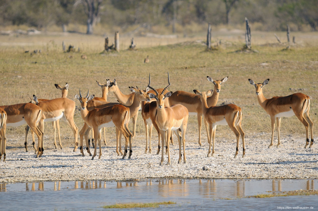 Eine Herde Impalas an einem der bei unserem Besuch zahlreichen Wasserlöcher.