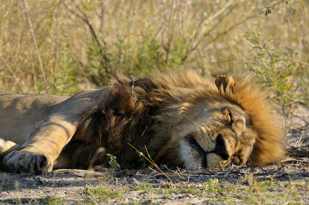 Ein warmer Tag - da liegt der Löwen-Pascha am liebsten im Schatten eines kleinen Baumes.