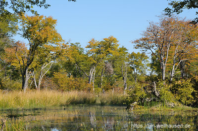 Der Wasserstand im Moremi ist außergewöhnlich hoch - viele Bereiche sind überflutet, entsprechend muss man häufig durch Wasser fahren. Ursache sind die hohen Niederschläge in Angola ein halbes Jahr zuvor, die erst jetzt im Okavango-Delta angekommen sind.
