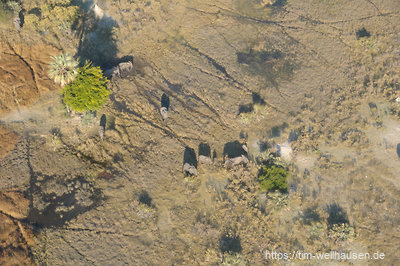 Eine Elefantenfamilie im Okavango-Delta.