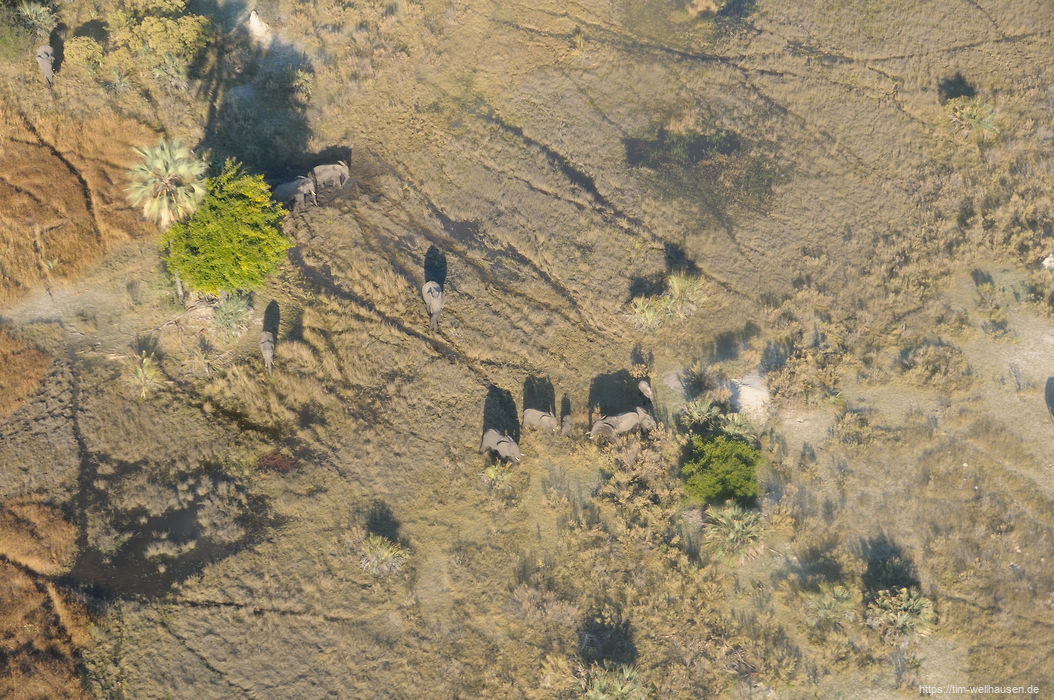 Eine Elefantenfamilie im Okavango-Delta.