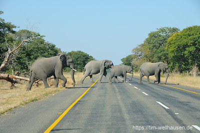 Auf dem Weg vom Moremi zum Chobe National Park ist das kurze Stück Teerstraße durch den Chobe nach dem vielen Sand zuvor ein Genuss. Elefanten haben aber auch hier Vorfahrt.