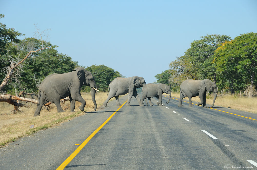 Auf dem Weg vom Moremi zum Chobe National Park ist das kurze Stück Teerstraße durch den Chobe nach dem vielen Sand zuvor ein Genuss. Elefanten haben aber auch hier Vorfahrt.