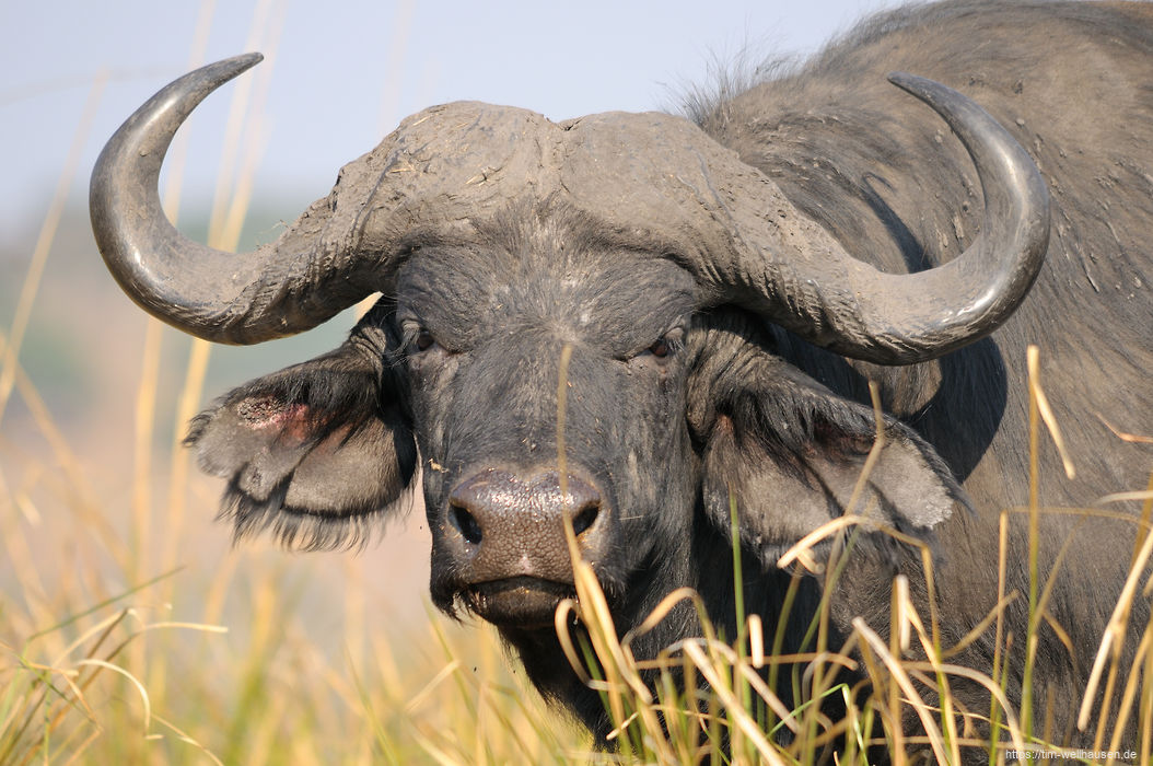 Während einer Bootsfahrt auf dem Chobe erhält man engen Sichtkontakt zu vielen Tieren: Büffeln, ...