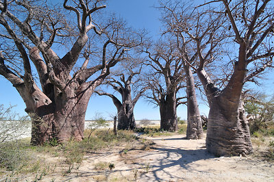Die Baines Baobabs am Rande der Nxai Pans.