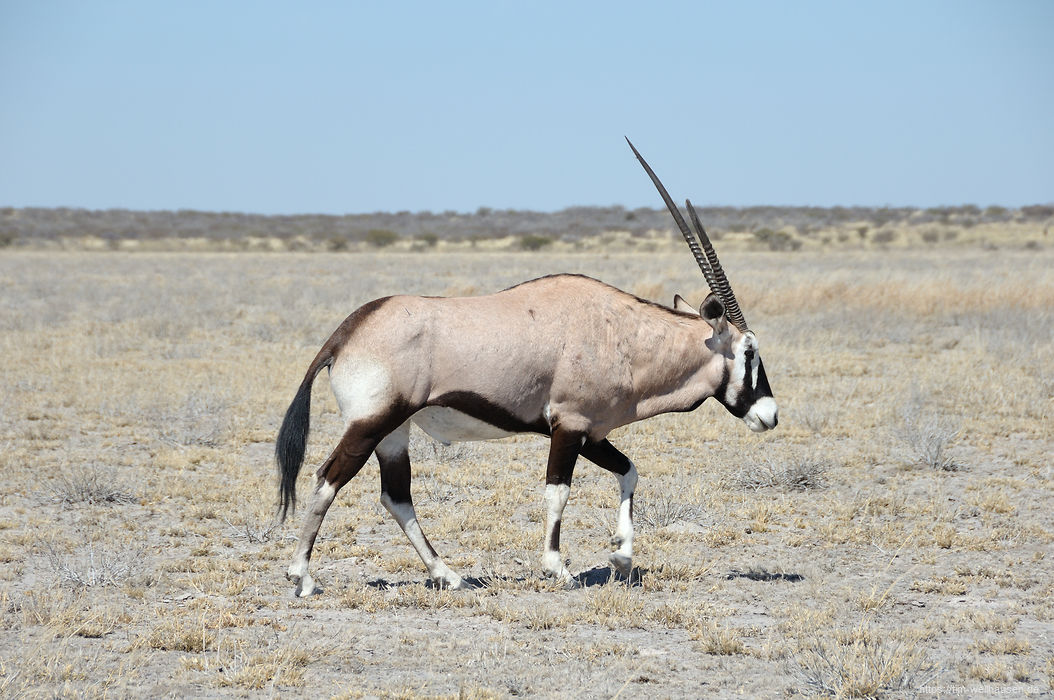 Ebenso wie die Oryx-Antilopen, die nicht nur schön und elegant aussehen, sondern auch vorzüglich schmecken.