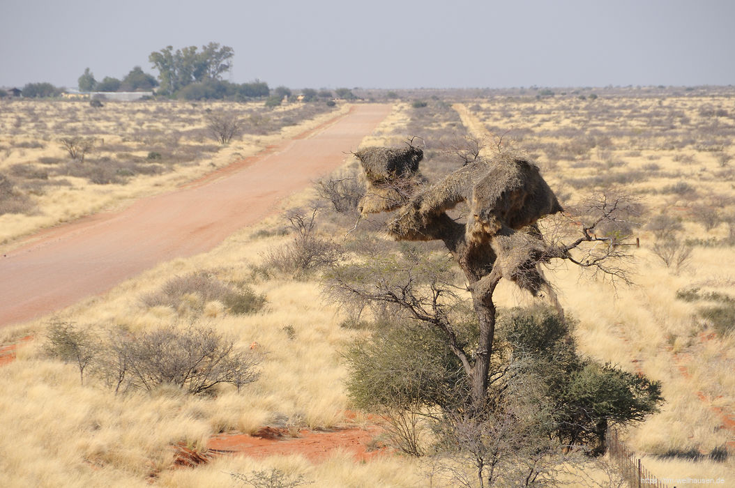 Namibias Pads dagegen sind breit und gut ausgebaut. Die wenigen Bäume am Straßenrand sind überwiegend von Webervögeln bewohnt.
