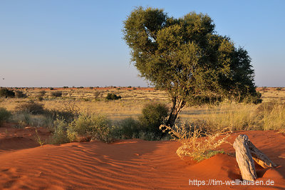 Freie, rote Sanddünen gibt es nur im südlichen Teil der Kalahari.