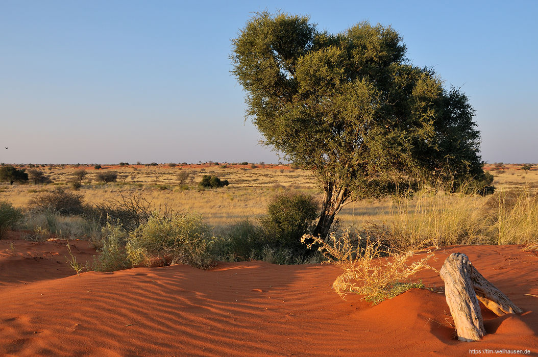 Freie, rote Sanddünen gibt es nur im südlichen Teil der Kalahari.