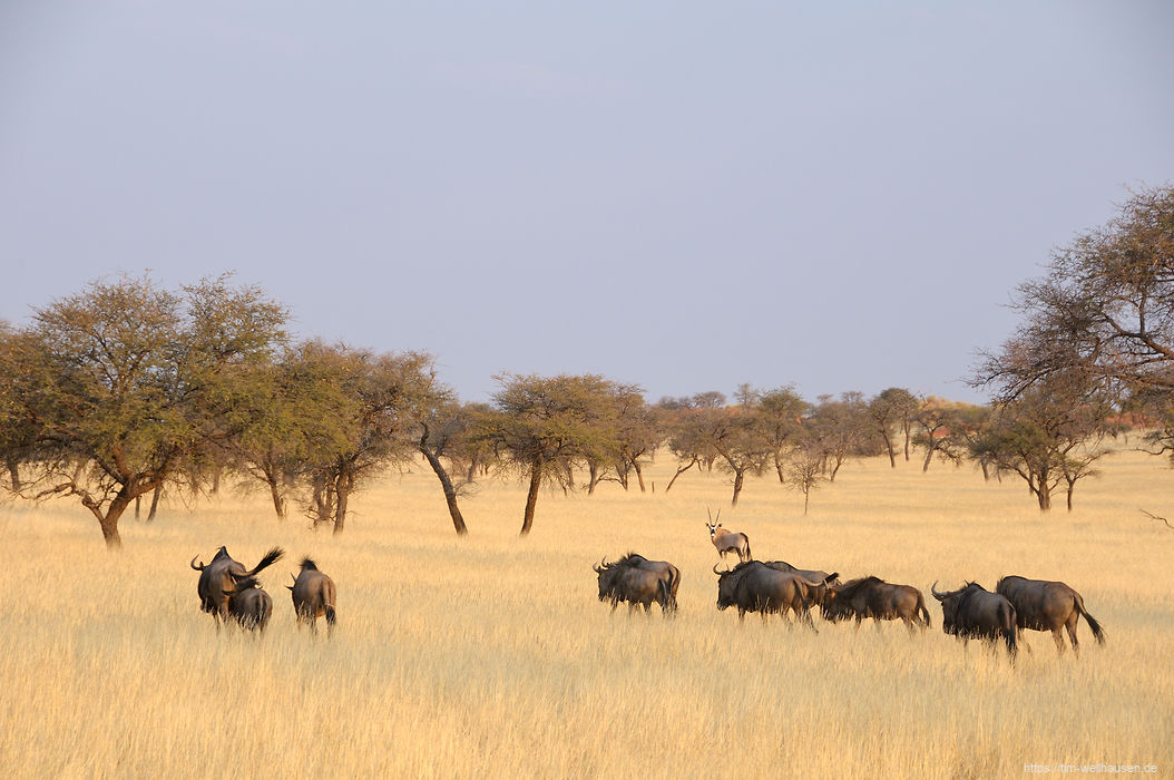 Eine Herde Gnus zieht über eine Farm im südlichen Namibia.