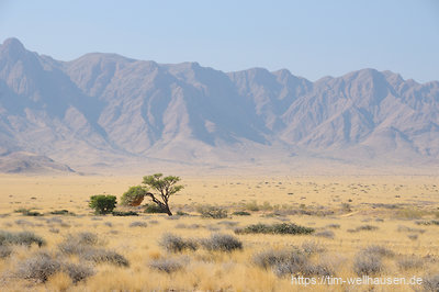 Eine einsame Akazie auf dem Weg zur Namib.